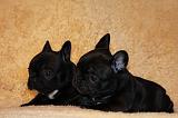 BOULEDOGUE FRANCAIS 803